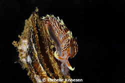 NUdi and clam1 by Eschelle Knoesen 